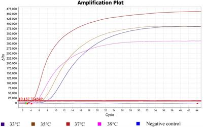 Real-time reverse transcription recombinase polymerase amplification for rapid detection of murine hepatitis virus